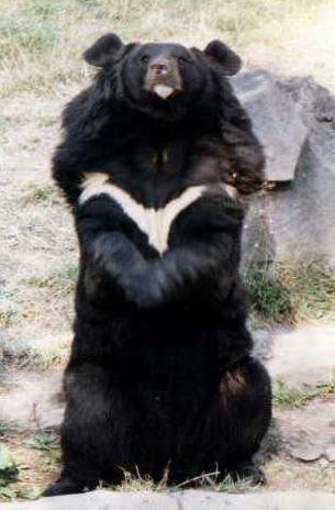 Медведь-губач (Индийский медведь) | Животный мир