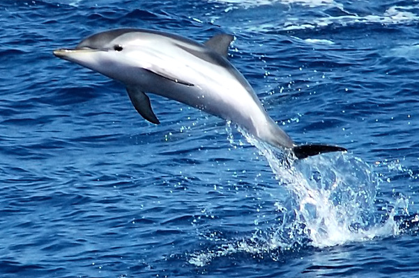 Длинноклювый дельфин