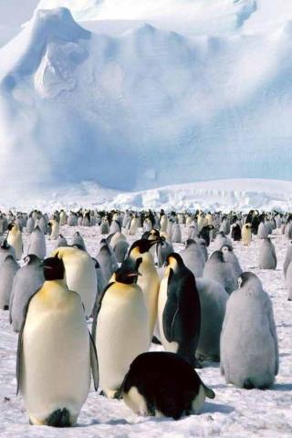 Когда императорские пингвины выводят птенцов?