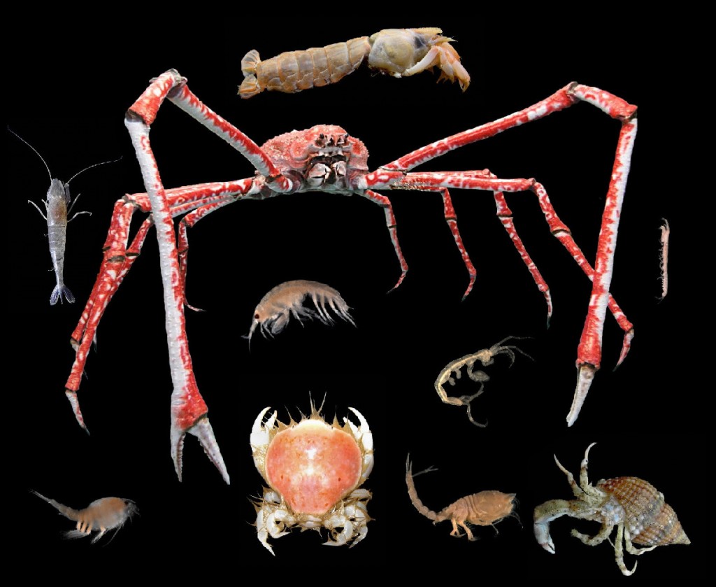 Класс ракообразные (Crustacea)