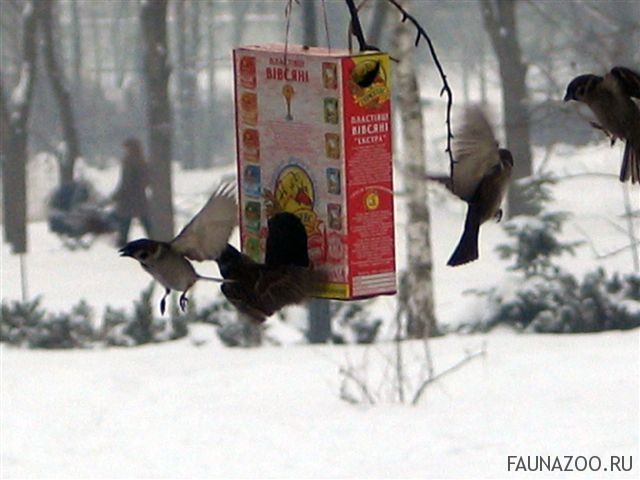 Зимняя подкормка птиц