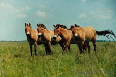 Дюльменские дикие лошади