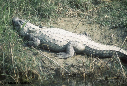 Болотный крокодил