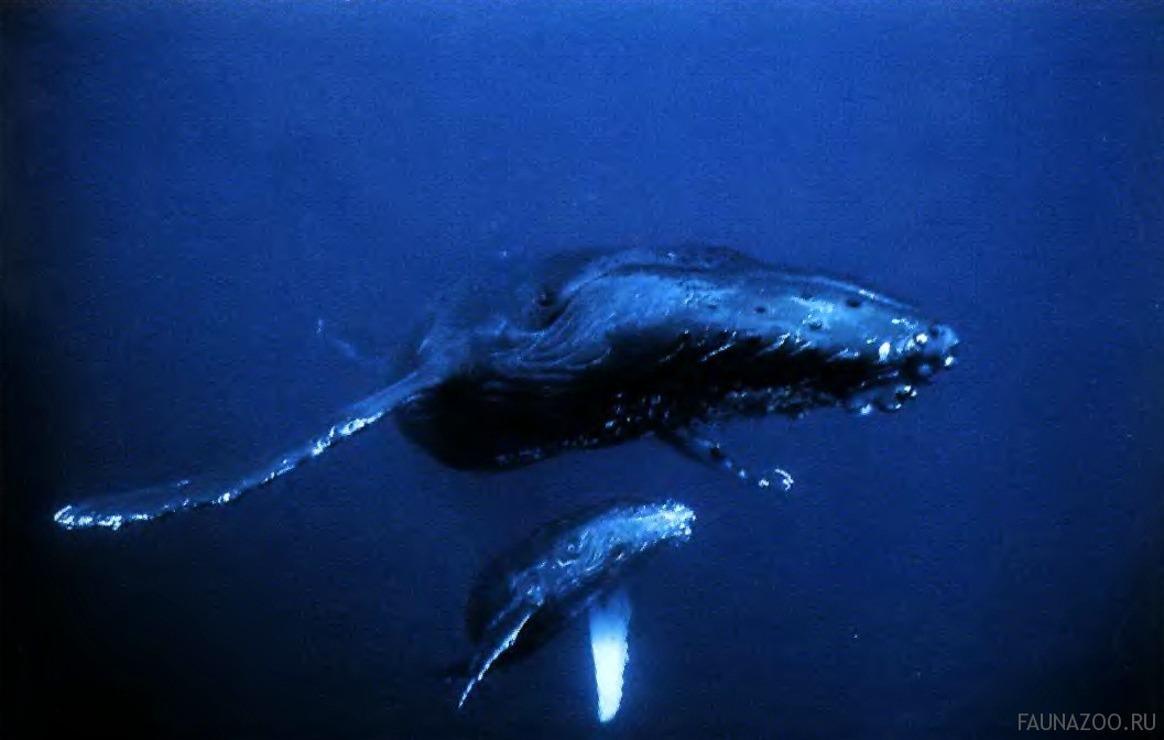 Горбатый кит с китенком