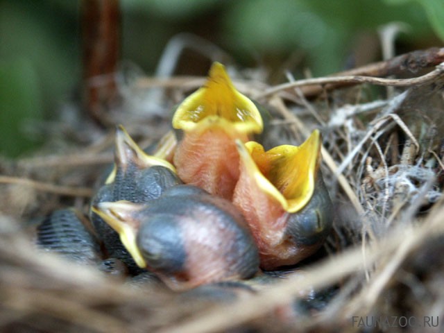 Готовность птиц к размножению