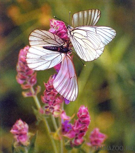 Брачный период бабочки