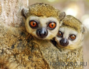 Животные Мадагаскара