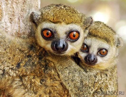 Животные Мадагаскара