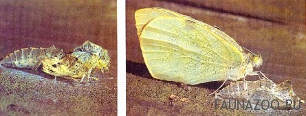 Как рождается бабочка