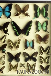 Можно ли коллекционировать бабочек?