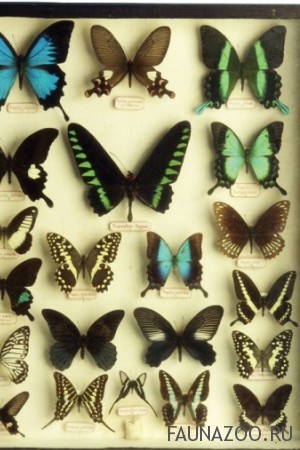 Можно ли коллекционировать бабочек?