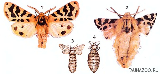 Различия бабочек