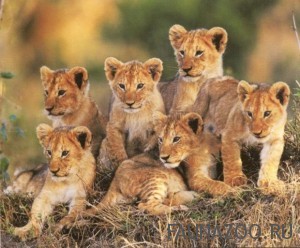 Размножение львов