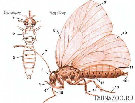 Строение тела бабочки