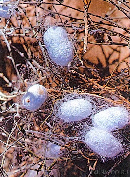 Яйца шелкопряда