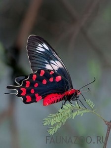 Из чего состоит тело бабочки?