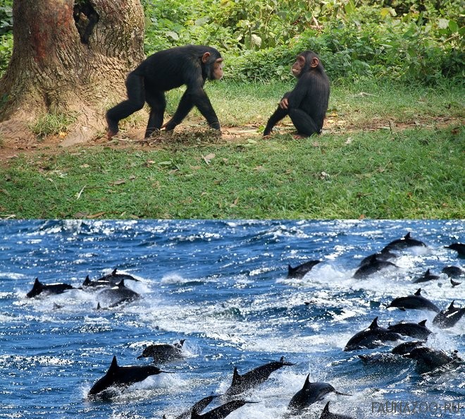 Животные Экваториальной Гвинеи
