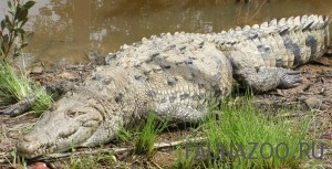 Американский крокодил