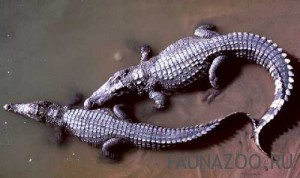 Африканский карликовый крокодил