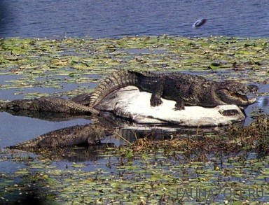 Индийский крокодил