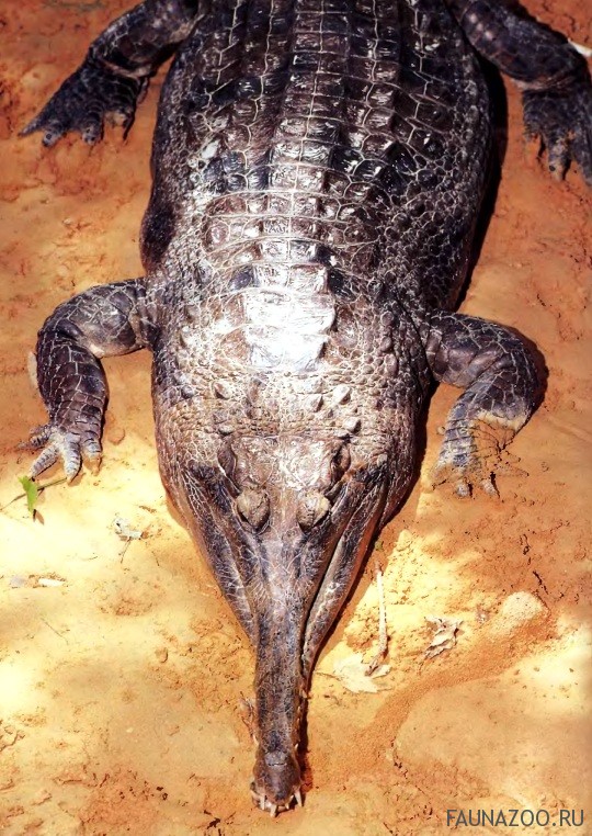 Крокодил Джонстона