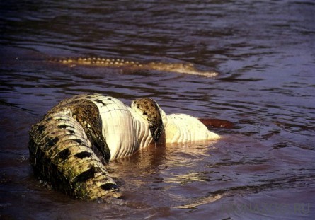 Крокодил атакует