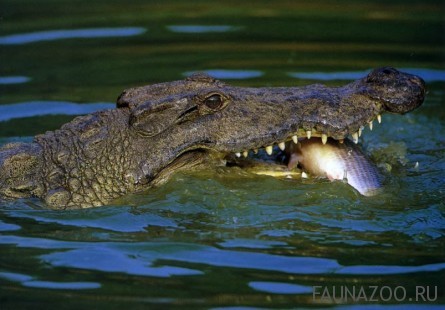 Крокодил ест рыбу