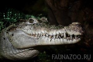 Новогвинейский крокодил 