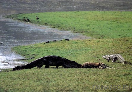 Огромный индийский крокодил