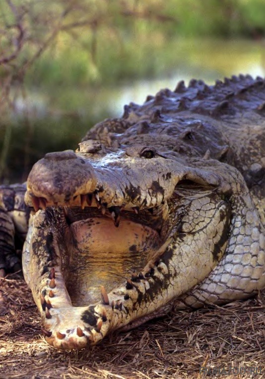 Оринокский крокодил