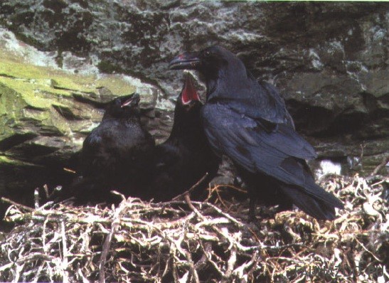Размножение ворона