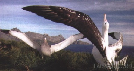 Размножение странствующего альбатроса