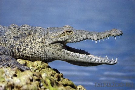 Американский крокодил с раскрытой пастью