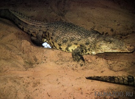 Самка крокодила откладывает яйца