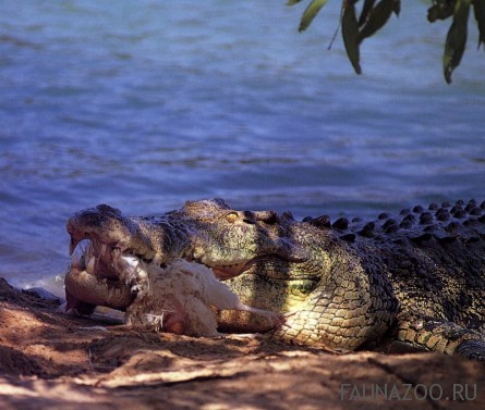 Соленоводные крокодилы