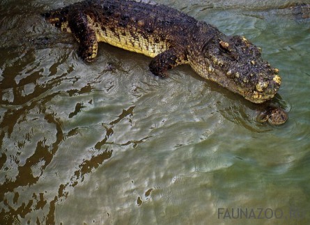 Соленоводный крокодил