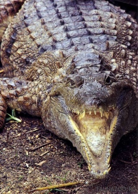 Фото крокодилов | Животный мир