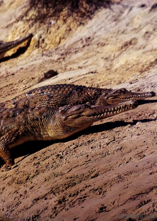 Фото крокодилов
