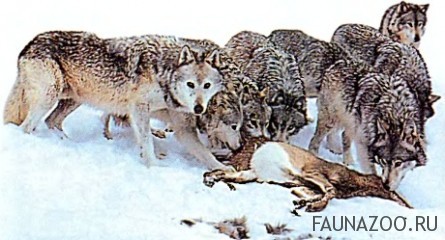 сколько волк может обходиться без еды. Смотреть фото сколько волк может обходиться без еды. Смотреть картинку сколько волк может обходиться без еды. Картинка про сколько волк может обходиться без еды. Фото сколько волк может обходиться без еды сколько волк может обходиться без еды. Смотреть фото сколько волк может обходиться без еды. Смотреть картинку сколько волк может обходиться без еды. Картинка про сколько волк может обходиться без еды. Фото сколько волк может обходиться без еды