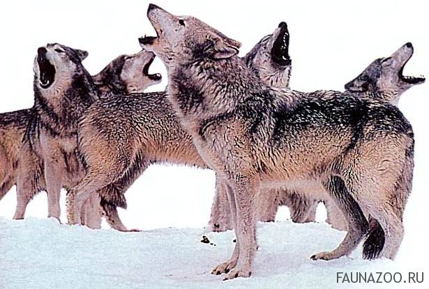 Волчий "язык" очень выразителен. Воя, волки подбадривают друг друга, торжествуют после удачной охоты, подают знак отставшим товарищам и угрожают чужакам. Поджидая матерую волчицу перед охотой, они рычат и тявкают; подзывая волчат, повизгивают, загоняя дичь, лают.