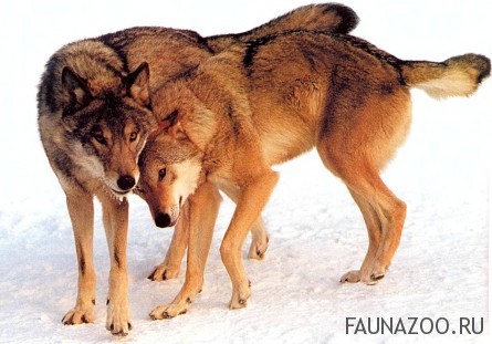 Как живет волчья семья?
