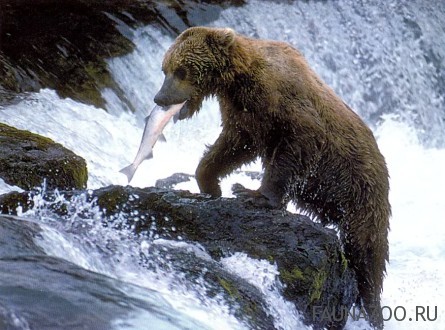 Медведь - рыболов