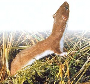 Ласка
