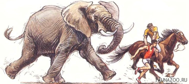 Бегущий слон