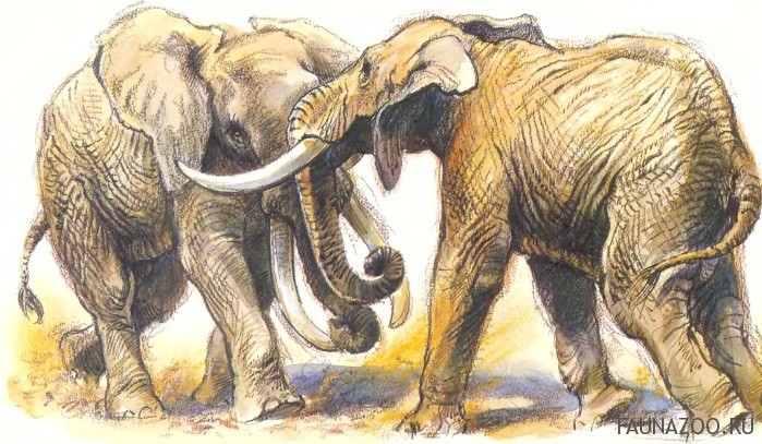 Бьющиеся слоны