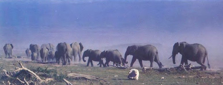 Дальние переходы слонов