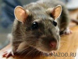 Крысы и мыши – на заре эволюции млекопитающих