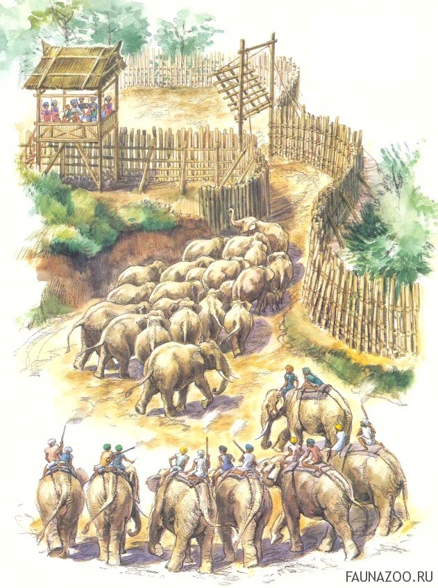 Ловля слонов