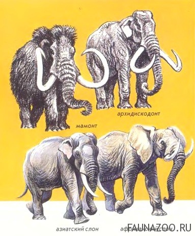 Предки слонов
