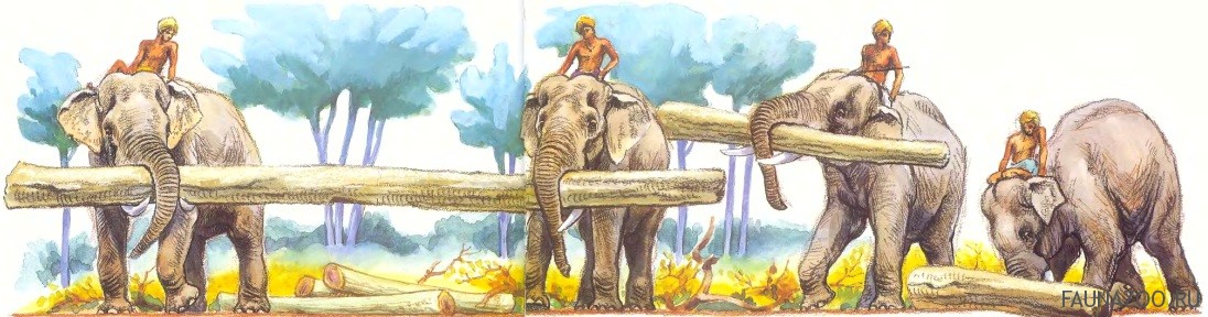 Рабочие слоны